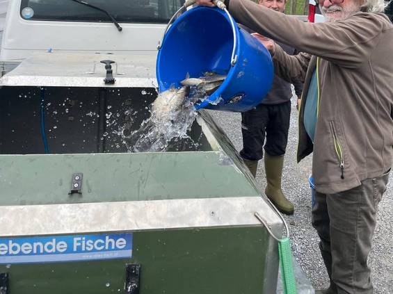 Die Fische werden lebend umgesetzt