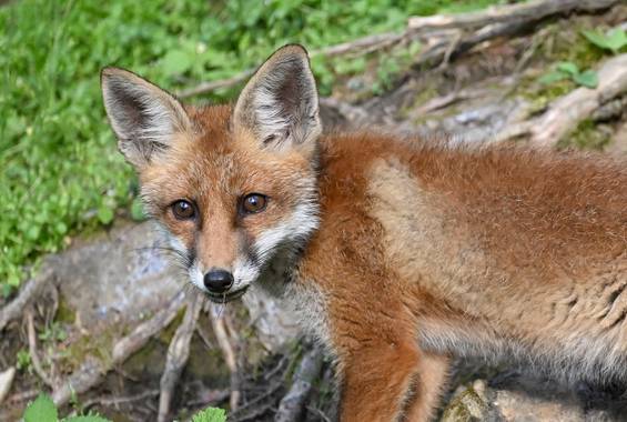 Fuchs im Waldpark Hochreiter im Naturpark Almenland