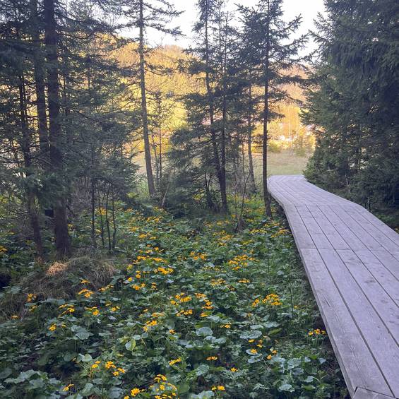 Lärchenplanken am Moorlehrpfad