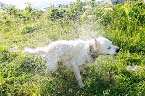 Familienhund Henry