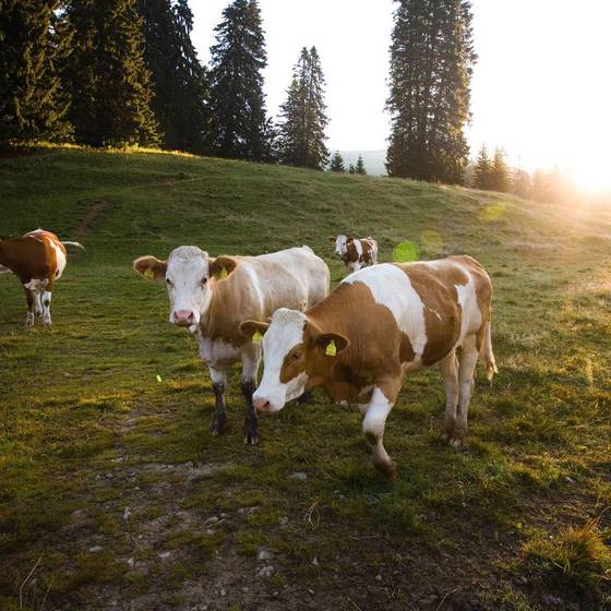Kühe auf der Alm