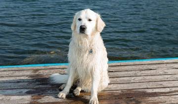 Urlaub mit Hund