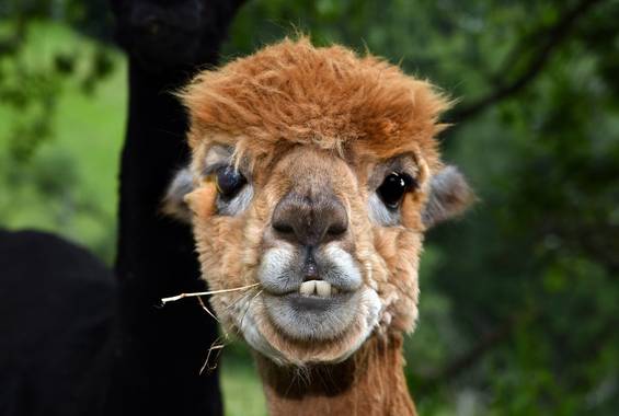 Alpaca im Waldpark Hochreiter im Naturpark Almenland