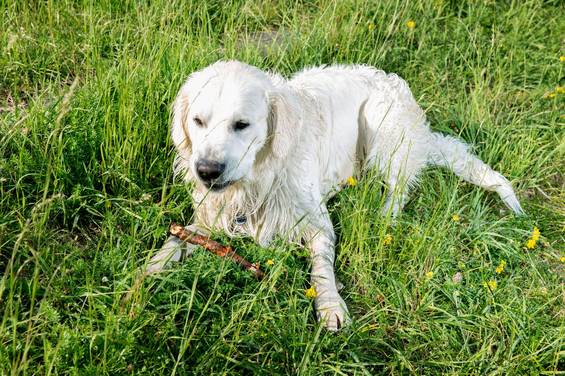Henry entspannt in der Wiese