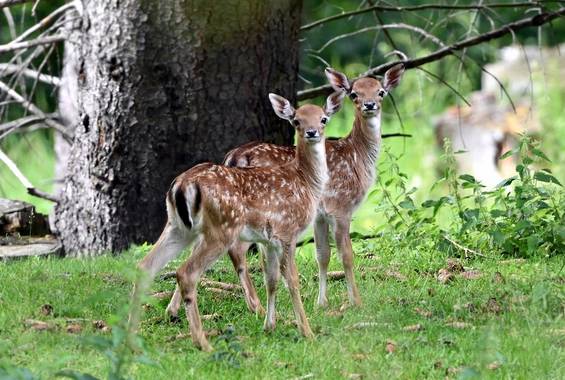 Dam-Rotwild im Waldpark Hochreiter im Naturpark Almenland 